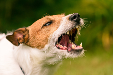 California Dog Bite Settlement